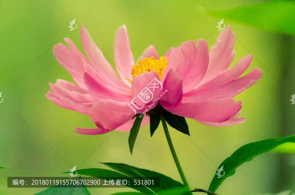 芍藥花