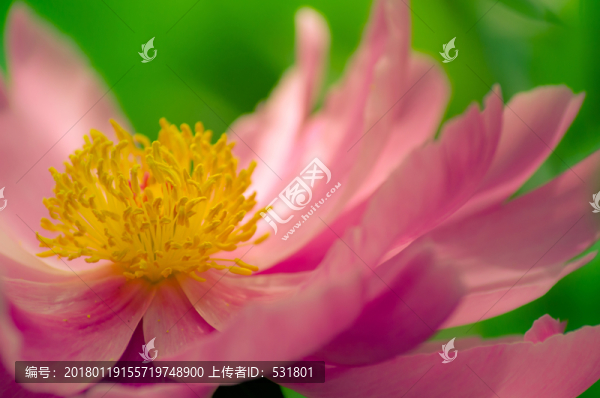 芍藥花