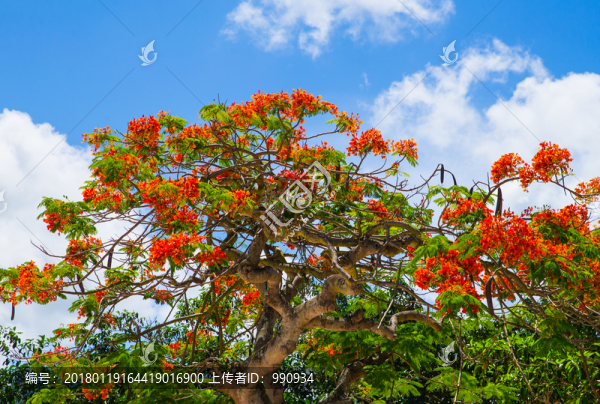 鳳凰花,鳳凰樹