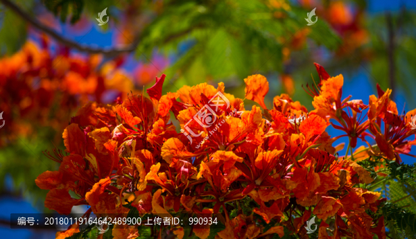 鳳凰花,鳳凰樹
