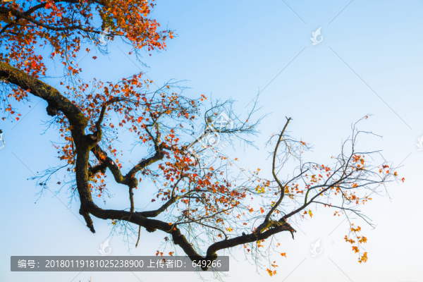 秋日楓葉紅似火