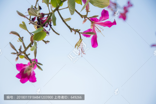 紫荊花