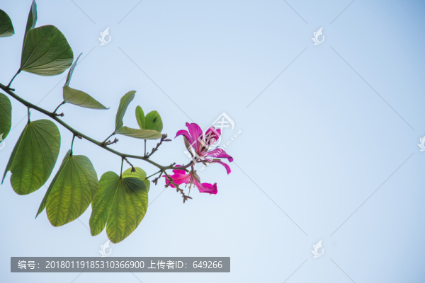 紫荊花