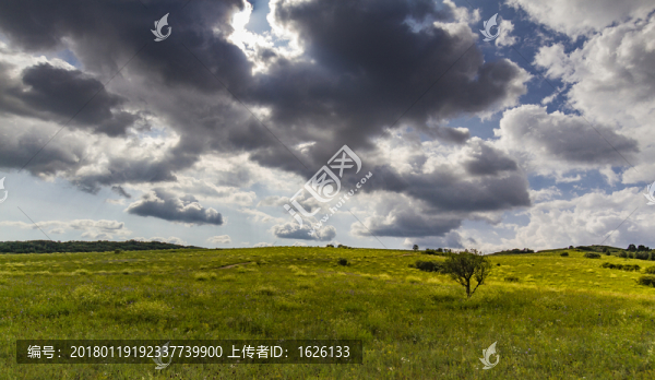 天空草闊