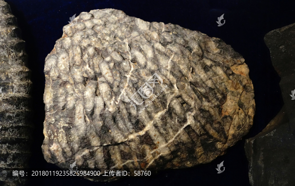叢管珊瑚