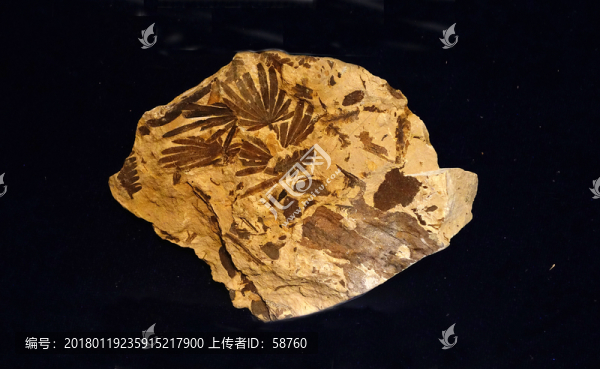 劍瓣輪葉,化石
