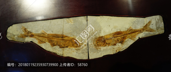 狼鰭魚