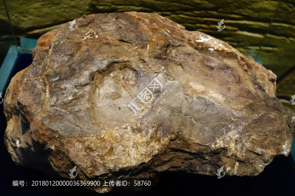 小型鳥腳類恐龍足跡