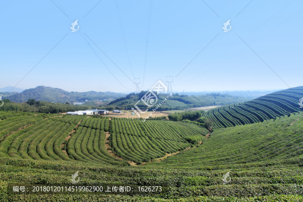 茶園