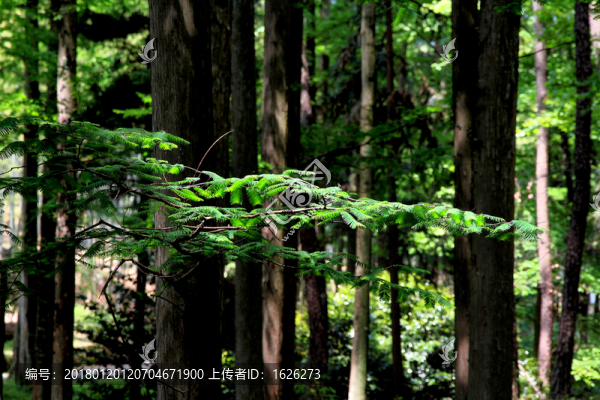 樹林