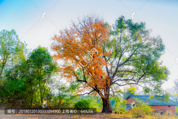秋日楓葉紅似火