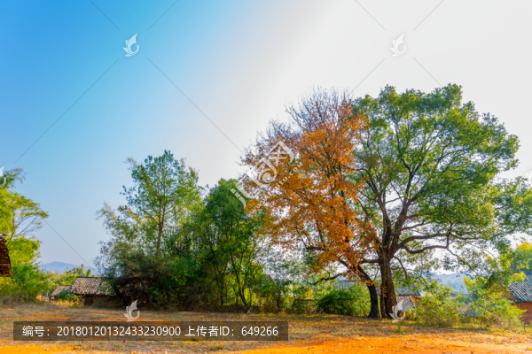 陰陽樹