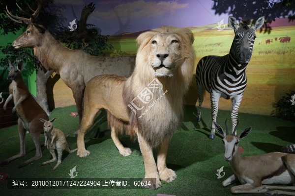 獅子,,標(biāo)本