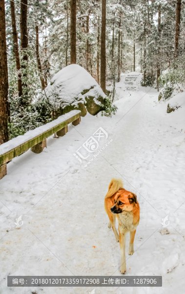 雪中的狗狗