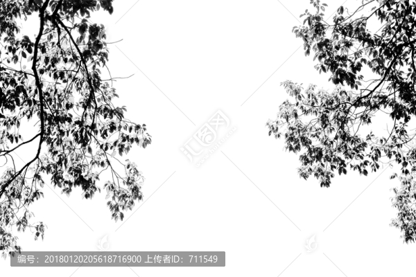黑白樹枝