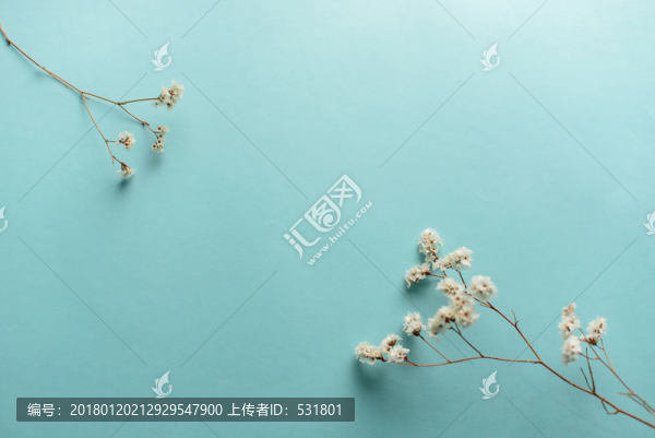 干枝梅