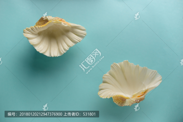 貝殼