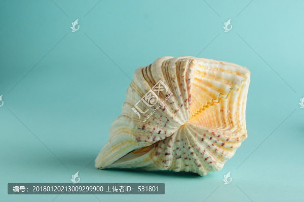 貝殼