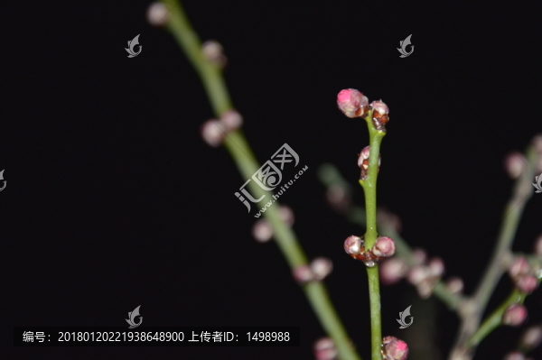 雨夜下的梅花