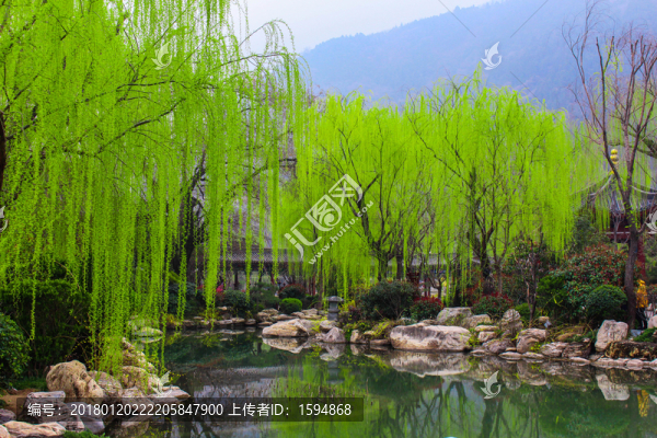 景區(qū)園林柳樹