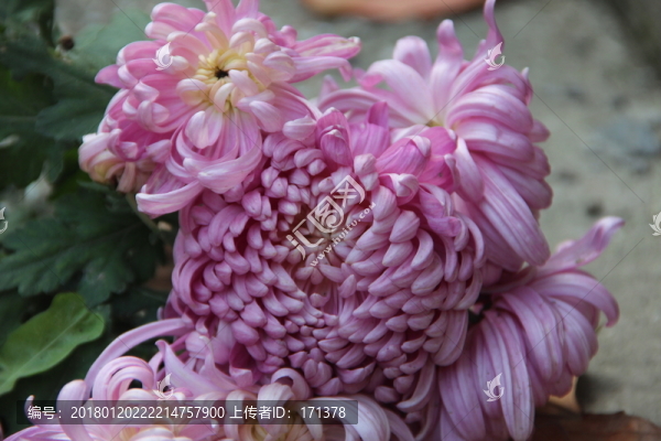 美麗,花束,光暈