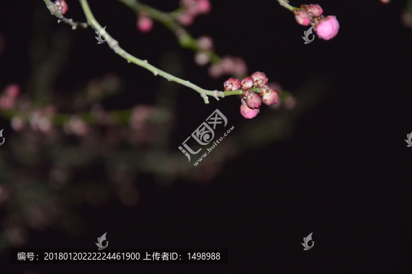 簇簇紅花俏枝頭
