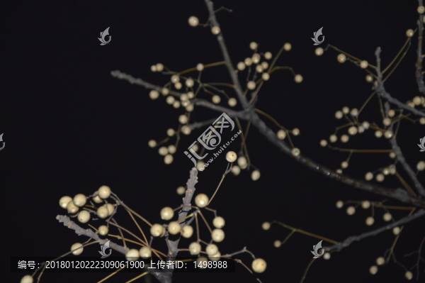 暗夜下的豐收
