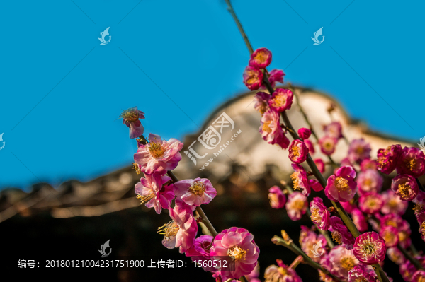 紅花黛瓦