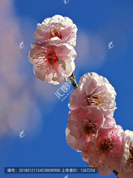 櫻花