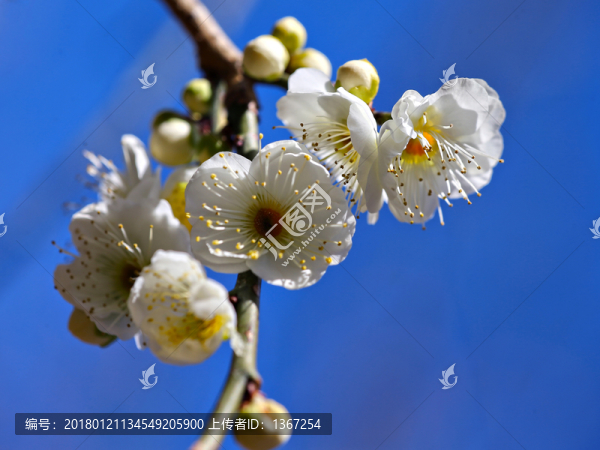 櫻花