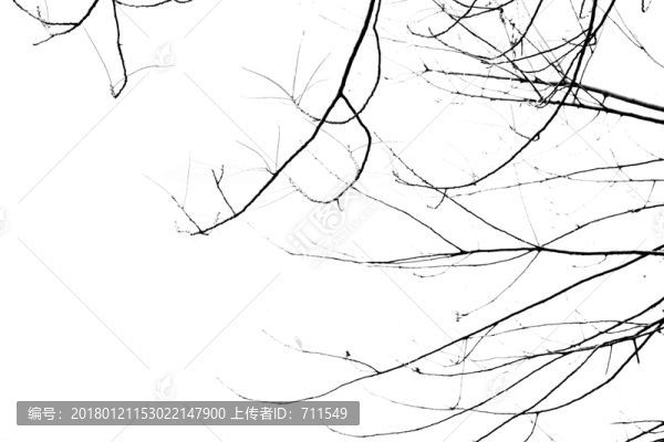 樹枝枯枝黑白枝條,高清大圖