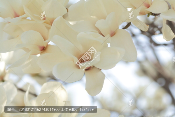 白玉蘭