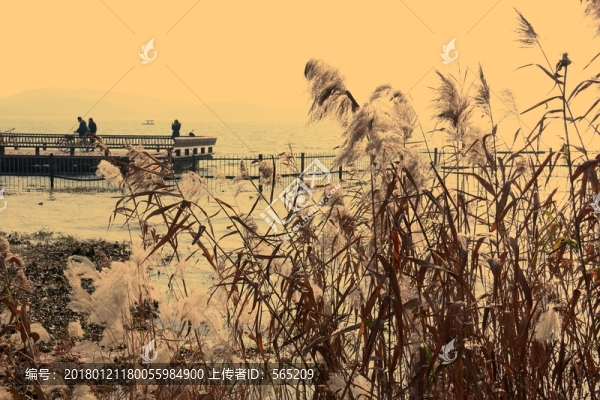 蘆葦