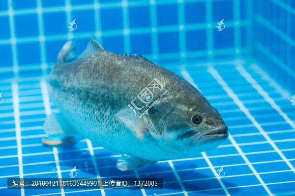鱸魚(yú)
