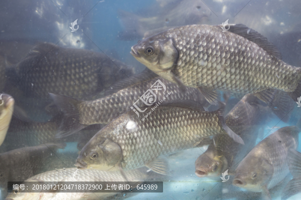 鯽魚
