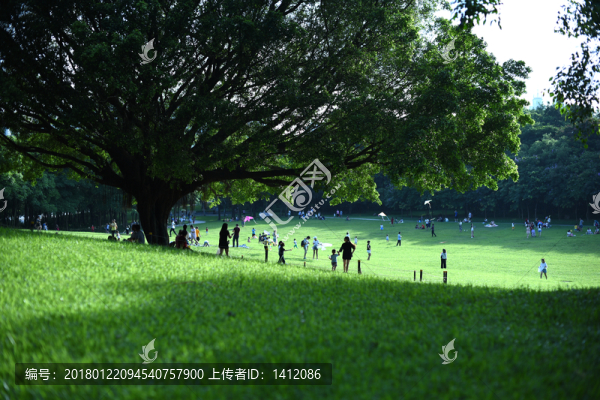 榕樹下