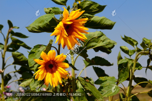 草原天路向日葵