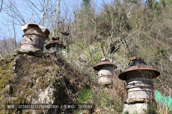 土蜂蜜