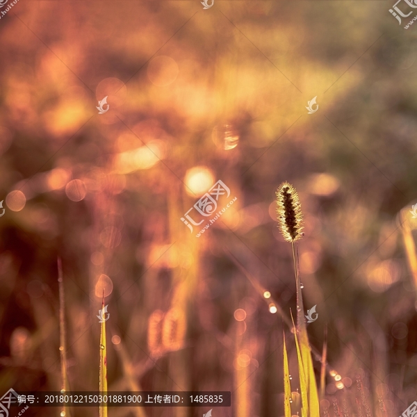 毛毛草