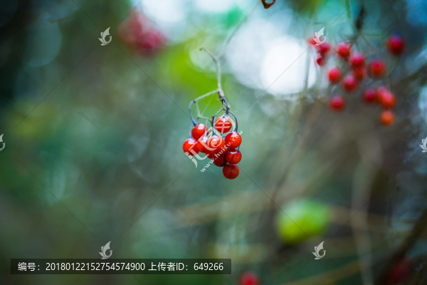白英