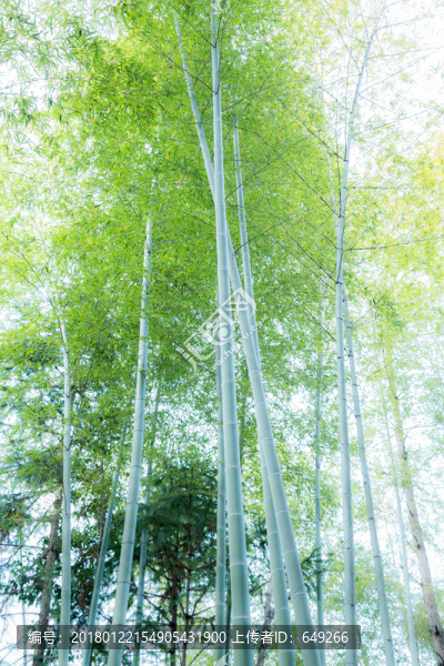 竹子