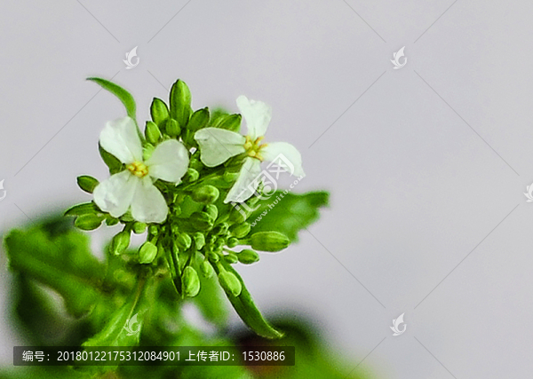 蘿卜花,,小白花