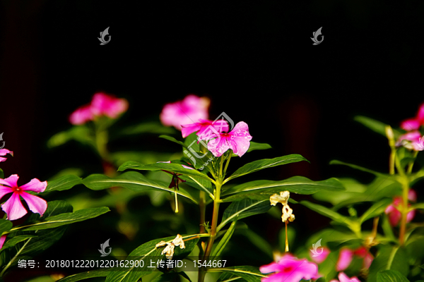 長春花