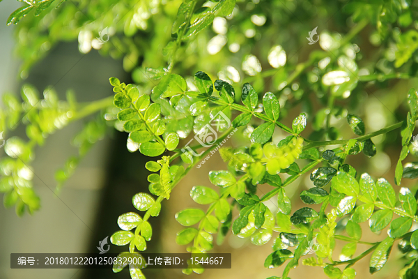 綠色背景,胡椒