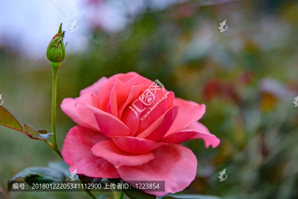 月季花,玫瑰花