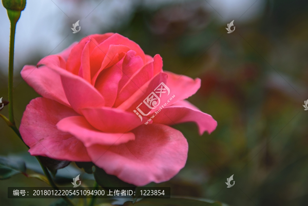 月季花,玫瑰花