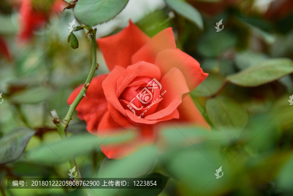 月季花,玫瑰花