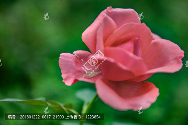 月季花,玫瑰花