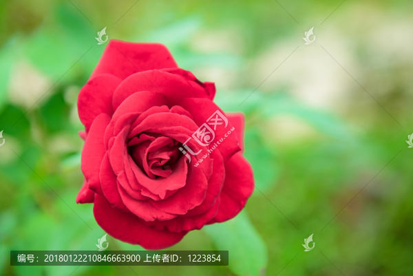月季花,玫瑰花