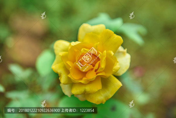 月季花,玫瑰花